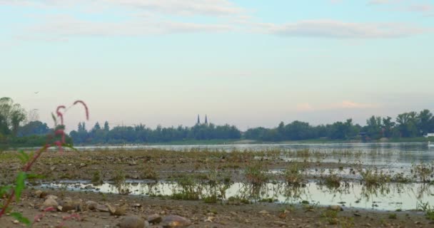 Filmación Del Río Danubio Cáscaras Rotas Vacías Una Costa Arenosa — Vídeo de stock