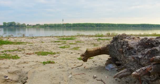 Великий Колода Лежить Піщаному Пляжі Березі Річки Дунай — стокове відео