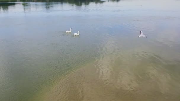 Bellissimo Filmato Due Cigni Muti Che Nuotano Fiume Mentre Gabbiani — Video Stock