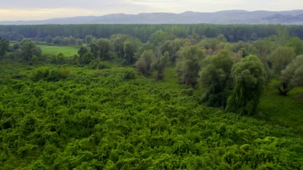 ゴージャスなドローン映像は緑の森と植生を捉え 山々が背景を掴んでいる — ストック動画