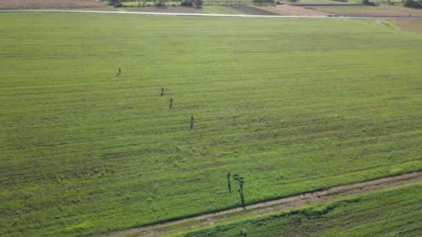 Aerial View Unrecognizable Hunters Viewed Dogs Walk Green Cultivated Field — Stock Video