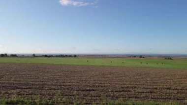 İnsansız hava aracı engin yeşil alanları ve mavi gökyüzü ufkunun altında bir avcının yürüyüşünü yakalar.