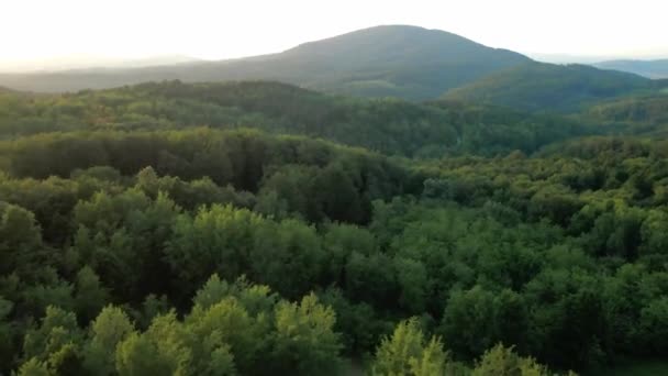 Drone Deasupra Stâlpului Cerb Vânătorului Peste Pădurea Densă Din Jurul — Videoclip de stoc