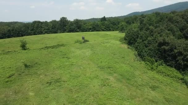 Drone Cervi Solitari Trova Mezzo Prato Nel Bosco Sul Monte — Video Stock
