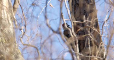 Ağaçkakan dalların arkasındaki bir ağaçta davul çalıyor mavi gökyüzüne karşı