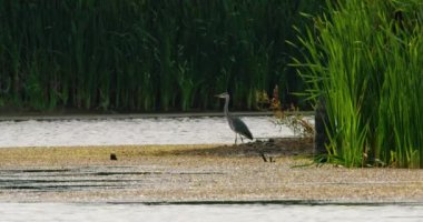 Gri balıkçıl, bir sazlığın yanındaki suda yiyecek arıyor.