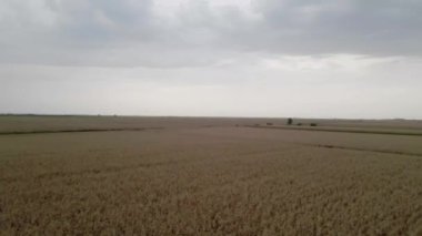 Yazın bulutlu gökyüzünün altında muazzam altın tarlalar.