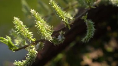 Close up shot of a female flower of pussy willow on a branch in spring