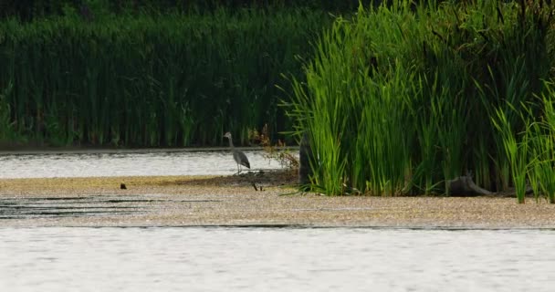 Ein Graureiher Steht Einem Flachen Teich Umgeben Von Hohem Schilf — Stockvideo