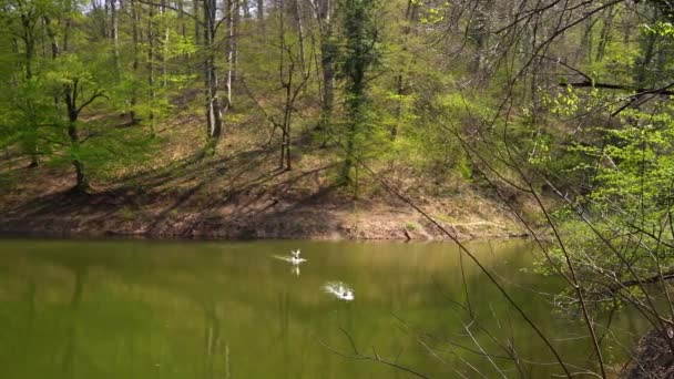Krásné Záběry Divokých Kachen Létat Jezera Popovica Srbsko Pak Odletět — Stock video