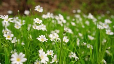 Daha büyük dikişli bir kır çiçeğinin yakın çekimi.