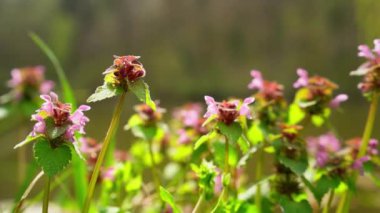 Mor, ölü ısırgan otunun yakın çekimi rüzgarda hafifçe sallanıyor
