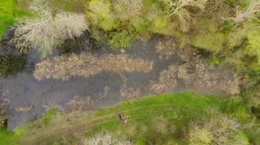 Drone ormandaki su bitkileriyle dolu küçük bir gölete doğru uçar.
