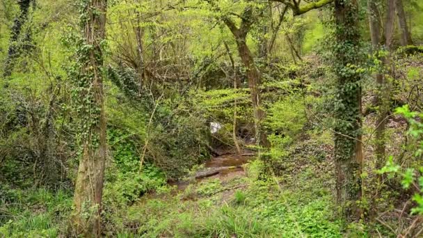 森の中を流れる小さな流れの美しい映像 どこにでも葉 — ストック動画