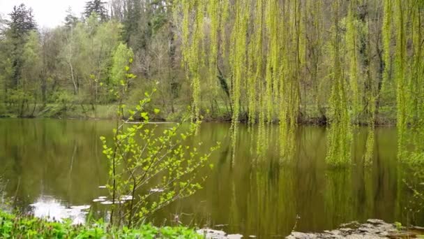 湖中垂柳和其他树木的枝叶 — 图库视频影像