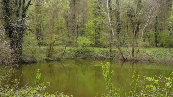 森の湖を囲む野生植物の映像 — ストック動画