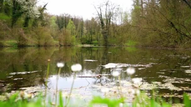 Footage Lake Viewed Wildflowers Woods — Stock Video