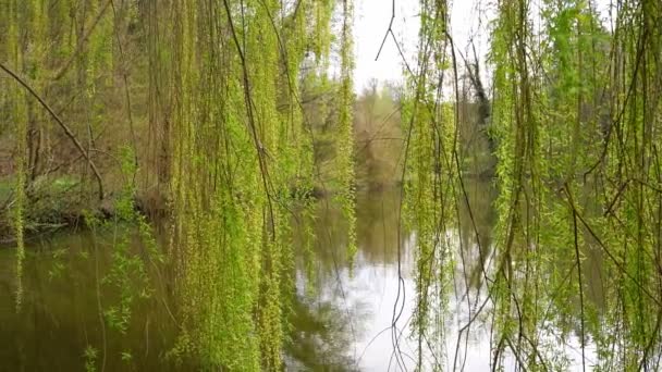 Ağlayan Söğüdün Dalları Yaprakları Gölün Önünde — Stok video