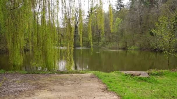 Footage Weeping Willow Swaying Wind Front Lake — Stock Video