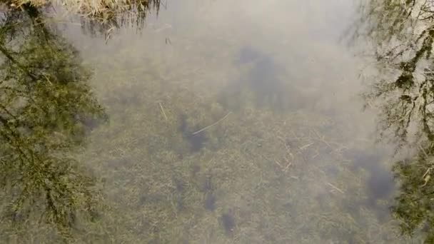 Filmagem Plantas Aquáticas Subaquáticas Lago Meio Floresta Dia Nublado — Vídeo de Stock