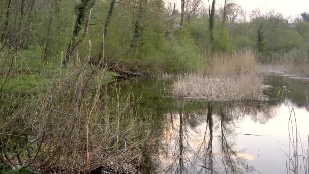 浅水湖中的一段木制栅栏 四周是灌木丛和树木 长满芦苇 — 图库视频影像