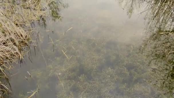 Plantas Aquáticas Subaquáticas Lagoa Meio Floresta Dia Nublado — Vídeo de Stock