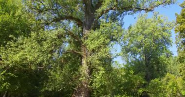 Mavi gökyüzünün altındaki yemyeşil gölgelikli çok uzun yaşlı ağacın alçak açılı görüntüsü