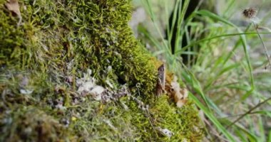 Turuncu bacaklı çekirge yosunların üzerinde duruyor. Hareket etmiyor.