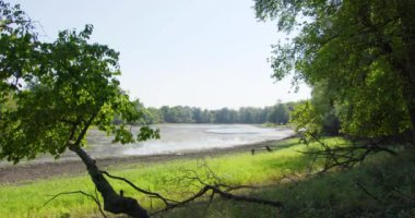 Yaz günü ormanın ortasında sığ bir göletin görüntüsü.