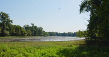 Sel basmış sulak arazi ve kurak yaprakların yaz mevsiminde ağaçtan düştüğü doğa sahnesi.
