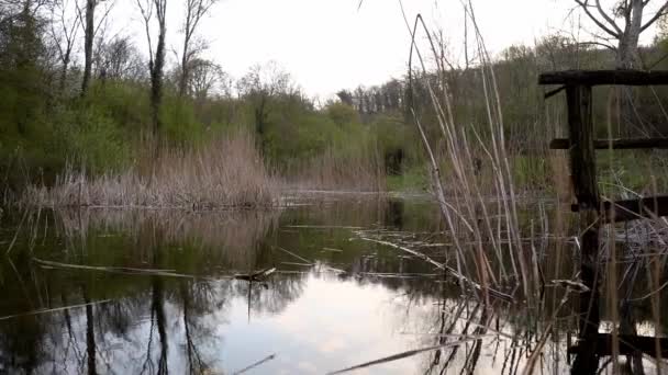 Filmación Del Pequeño Lago Kapavica Medio Del Bosque Serbia — Vídeo de stock