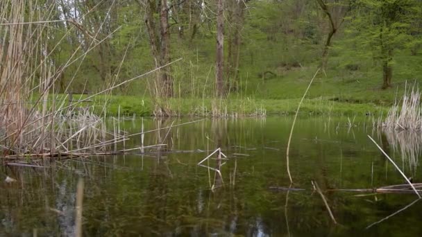 森に囲まれた小さな池の表面 — ストック動画