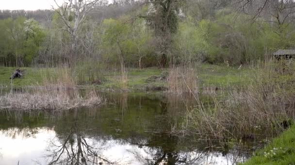 Pequena Lagoa Coberta Arbustos Nus Juncos Secos Meio Floresta — Vídeo de Stock