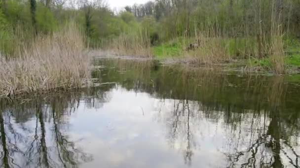 Pequeño Lago Escondido Juncos Reflejo Hierba Cielo Nublado — Vídeos de Stock