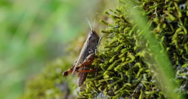 一张灰色蚱蜢的近照 橙色的腿平稳地站在苔藓上 — 图库视频影像