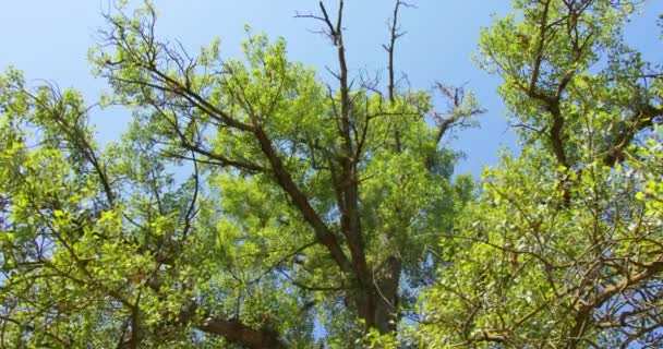 Χαμηλή Γωνία Θέασης Των Φύλλων Που Φτερουγίζουν Καταπράσινο Θόλο Δέντρου — Αρχείο Βίντεο