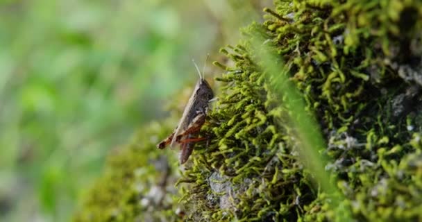 灰色蚱蜢 有橙色的腿 平静地站在苔藓上 — 图库视频影像