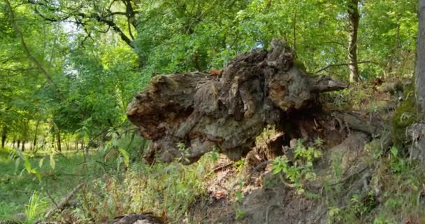 Большая Часть Старого Сломанного Дерева Зеленых Пышных Лесах Летом — стоковое видео