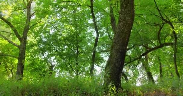 夏日阳光明媚的树林中茂密的绿树的形象 — 图库视频影像