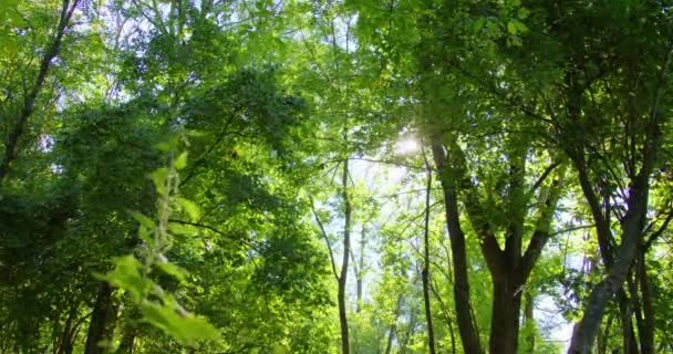 低角的阳光穿过绿树成荫 树叶在风中摇曳 — 图库视频影像