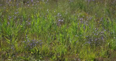 Yeşil çimenler, mor ve sarı kır çiçekleri usulca rüzgarda sallanıyor.