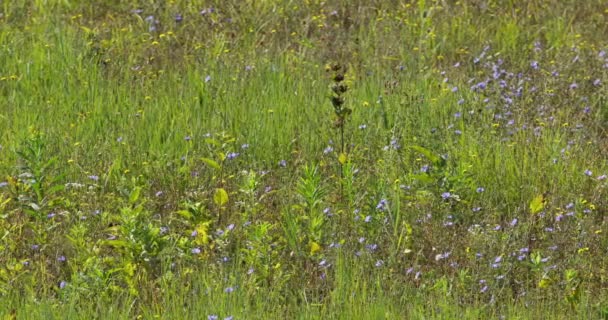 Beautiful Footage Purple Yellow Wildflowers Meadow Sunny Summer Day — Stock Video