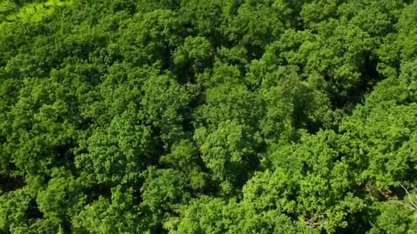 Vista Aérea Exuberantes Madeiras Densas Verdes — Vídeo de Stock