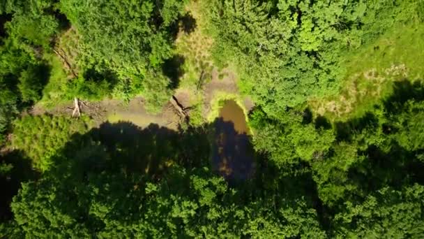 Uma Pequena Lagoa Escondida Exuberantes Madeiras Verdes Densas Vistas Cima — Vídeo de Stock