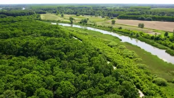 Vista Aérea Camino Río Que Extiende Través Densos Bosques Verdes — Vídeos de Stock