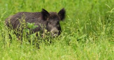 Bir domuzun otların arasında dikilip diğerleriyle yürüdüğü görüntüler.