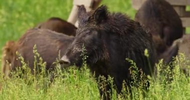 Diğerleri kameraya bakarken, yaban domuzu yakın plan çekimleri.