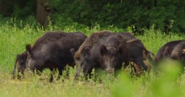 Yaban domuzları ve domuzları mısır koçanı ve ot yiyorlar.