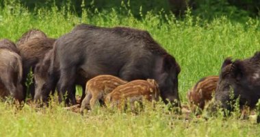 Yavru domuzlar ve aileleri uzun otların arasında mısır koçanı otluyorlar.