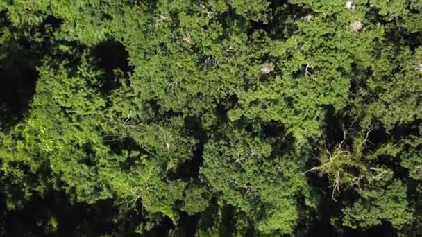 Lush Green Foliage Dense Woods Viewed — Stock Video